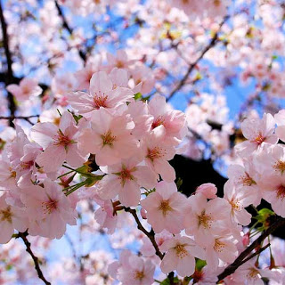 Sakura Flower
