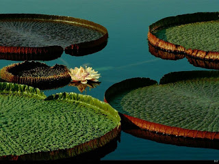 Nature Wet Wet Flower