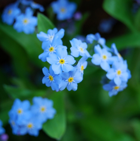 Blue Flowers