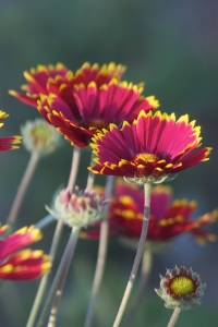 Gaillardia Flower